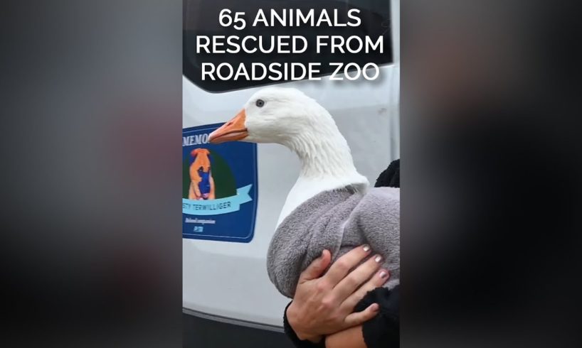 65 Animals Rescued From Roadside Zoo #youtubeshortsvideo #animalrescue