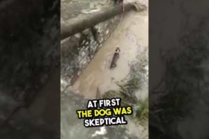 A dog asks for human help to help his friend who fell into the water  #shorts