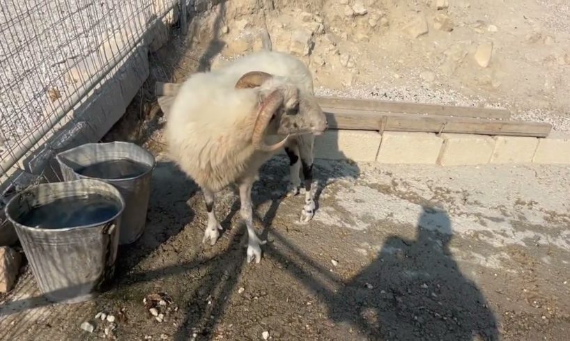 A peaceful Sunday with my friends 🐐❤️🐑 - Takis Shelter