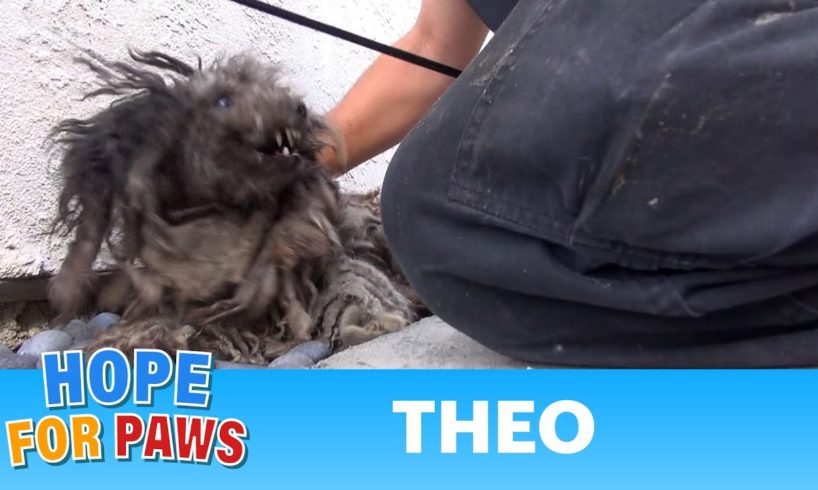 A terrified abandoned dog gets rescued. His transformation will warm your heart. #story