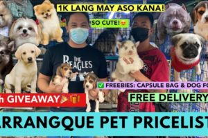 ARRANGQUE PUPPY GIVEAWAY! | PET PRICELIST | 1K LANG MAY ASO KANA | CUTE PUPPIES **MUST WATCH**