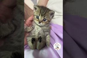 AWWW, Cuteness Overloaded! So Cute & Adorable Kitty Cats Videos 😺😍😘 -EPS693