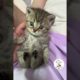 AWWW, Cuteness Overloaded! So Cute & Adorable Kitty Cats Videos 😺😍😘 -EPS693