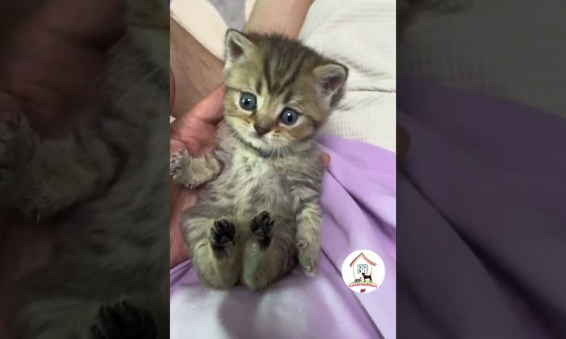 AWWW, Cuteness Overloaded! So Cute & Adorable Kitty Cats Videos 😺😍😘 -EPS693