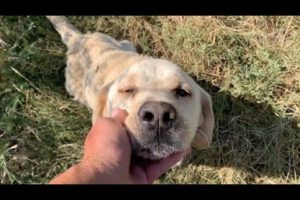 Abandoned Labrador tired of wandering, fell into my arms.