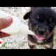 Abandoned Puppy Walks Up To A Study Abroad Student And Asks Her For Help | The Dodo