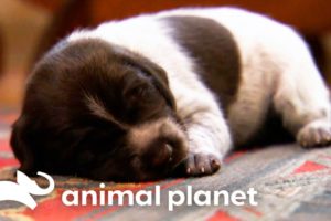 Adorable German Shorthaired Pointer Puppies Make Friends with Kitten | Too Cute! | Animal Planet