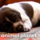 Adorable German Shorthaired Pointer Puppies Make Friends with Kitten | Too Cute! | Animal Planet