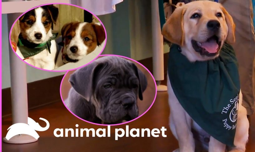 Adorable Puppies Get Ready For Their Future Careers | Too Cute!