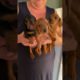 Adorable dachshund puppies 🥹💛🫶 #puppyshorts #shorts #cute #dog