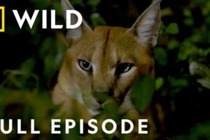 African Savanna: The Fight for Survival (Full Episode) | Dead by Dawn
