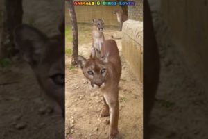 Angry wild cat|Wild cat attack#funnyanimals#wildcats#wildlife #lionandtiger #funnyviralshort#animals