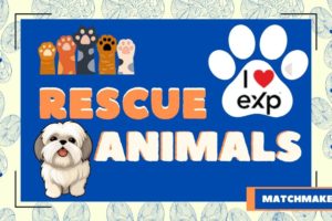 Animal Rescue North Dakota I Heart eXp Day