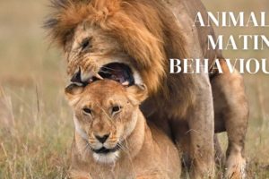 Animals mating behaviour | Animals making babies