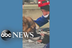 Animals rescued in Turkey following earthquake