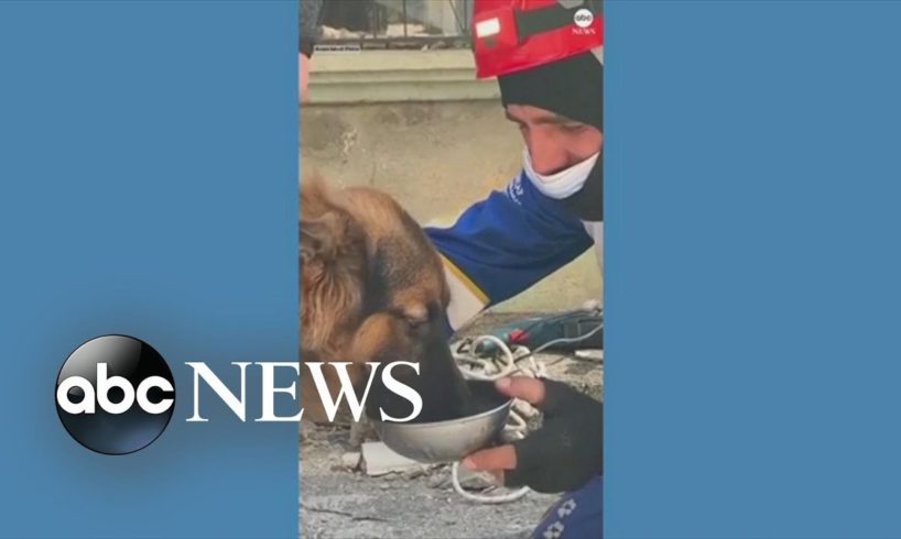 Animals rescued in Turkey following earthquake