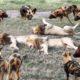 Are Wild Dogs Really As Cruel As You Think? | Animal Fights
