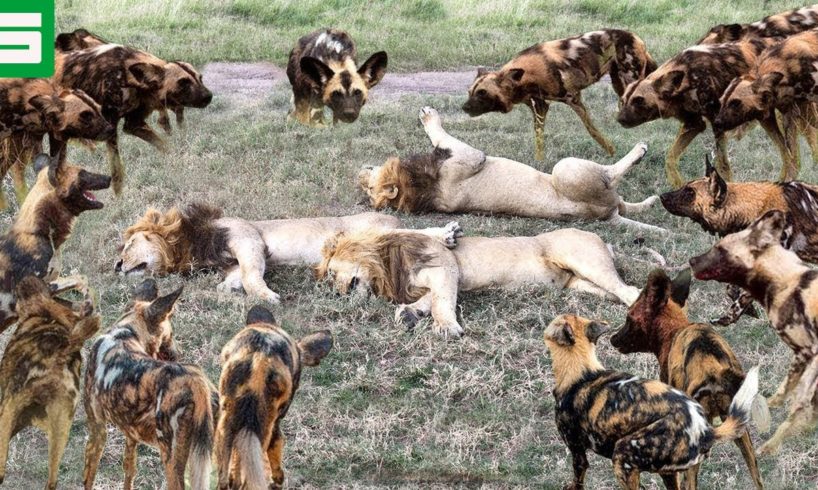 Are Wild Dogs Really As Cruel As You Think? | Animal Fights