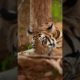 😈Attitude Tiger Status Video,🔥Wild Life Animals #shorts #status#viral 🥀🥀