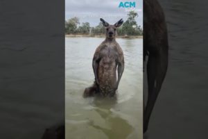 Aussie man saves dog from being drowned by kangaroo