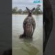 Aussie man saves dog from being drowned by kangaroo