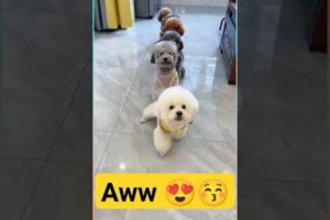 Aww Cute funny dogs  🐶🐩 | Cute Dogs Tricks Dancing 😍 | Cute Puppies #dog #shorts  #funny