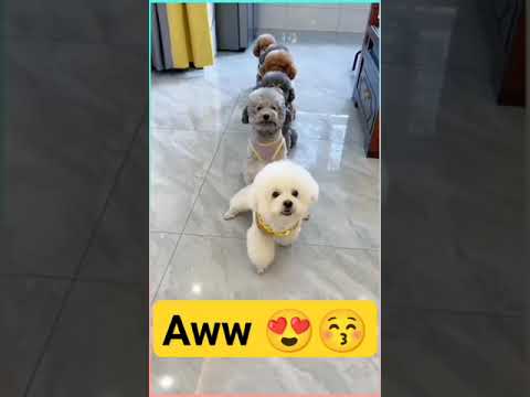 Aww Cute funny dogs  🐶🐩 | Cute Dogs Tricks Dancing 😍 | Cute Puppies #dog #shorts  #funny