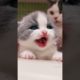 Awww 😍 cute baby cat kitten