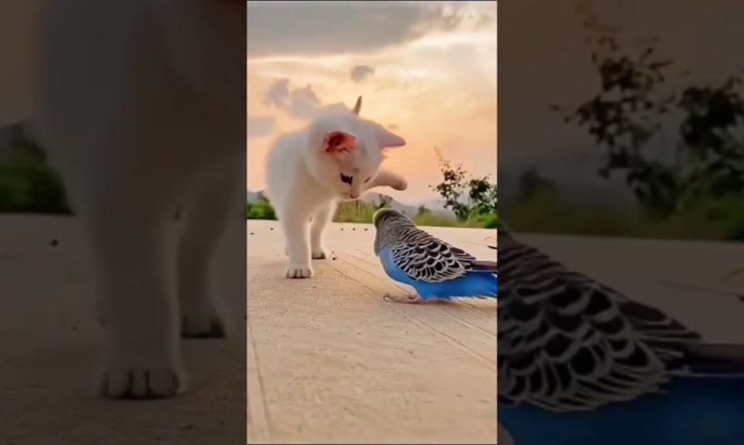 Baby Cat Playing with Parrot❤️ #animals #pets #catlover #birdslover