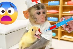 Baby Monkey Chu Chu Rescues a Stuck Duckling and Eats Ice Cream with the Puppy in the Garden