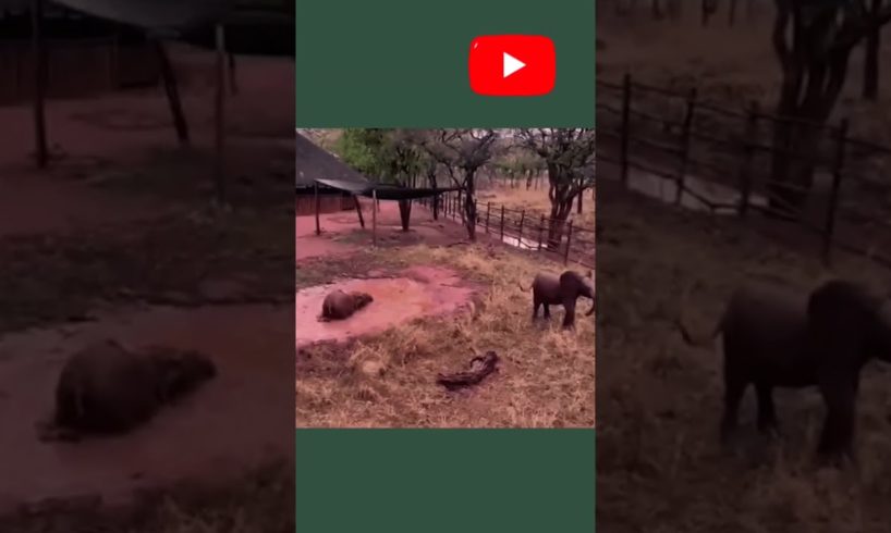Baby 💗😘 elephant 🐘 playing#shorts#viral#wildlife#wild animals#short videos#saffari#elephant#wild