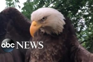 Bald eagle rescued from Kentucky backyard l ABC News