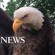 Bald eagle rescued from Kentucky backyard l ABC News