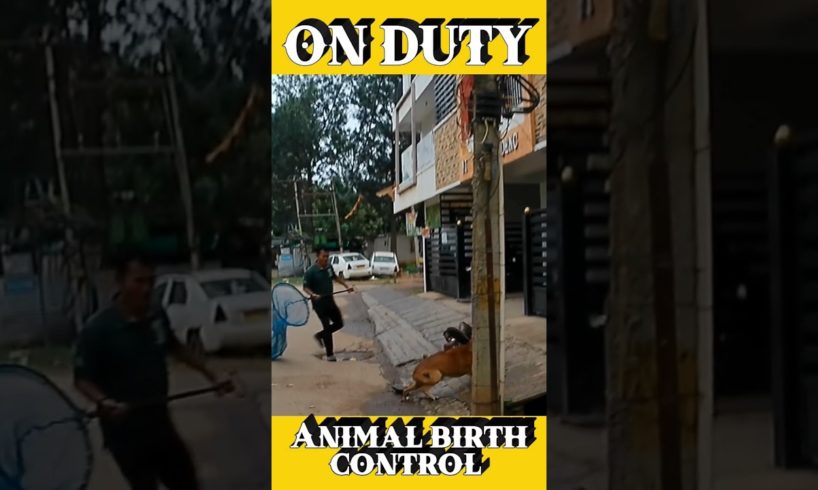Bangalore City 🏙️ 💕 #shorts #animals #dog #viral