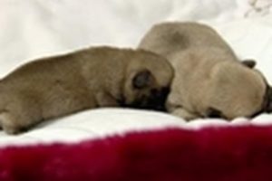 Bathtime for Baby Pugs | Too Cute