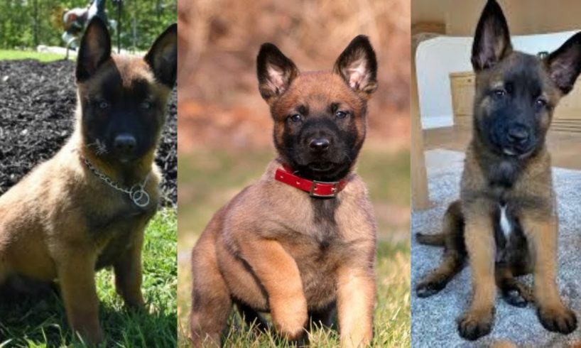 Belgian malinois puppies | Funny and Cute dog compilation in 2022.