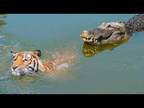 Biggest Animal Fights and  Animal Attacks