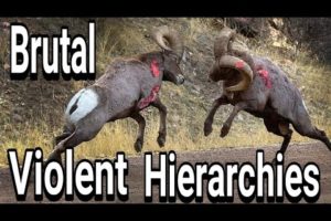 Bighorn Rams Head Butting