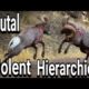 Bighorn Rams Head Butting