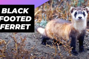 Black-Footed Ferret 🦨 One Of The Most Endangered Animals In The Wild #shorts