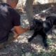 Braking the chains ⛓️ 💪😃 Giving freedom to a beautiful black shepherd that is locked - Takis Shelter