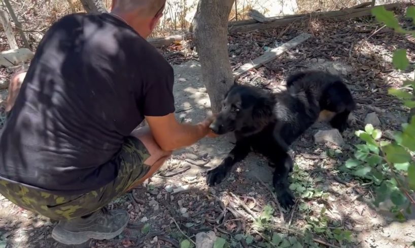 Braking the chains ⛓️ 💪😃 Giving freedom to a beautiful black shepherd that is locked - Takis Shelter