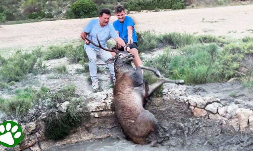 Brave men rescues buck from deep well
