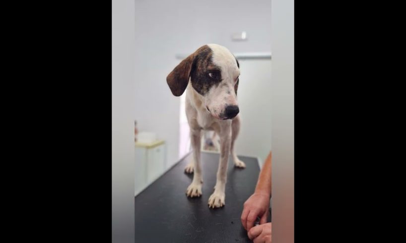 Bruno's transformation so far | MIAO Animal Rescue | Mani | Greece