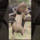 Buffalo fight back lion part 1 #Shorts #Animals