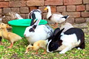 Bunnies,Ducklings,Ducks,Cute animals Videos,Cute And Adorable animals Playing