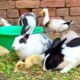 Bunnies,Ducklings,Ducks,Cute animals Videos,Cute And Adorable animals Playing