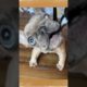 BunnyPop is the glasses thief #puppy #animals #frenchie #adopt #rescue #dogs