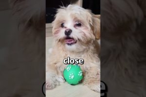 CAN YOU RELATE to this PUPPY 🤣 | Wholesome Animals