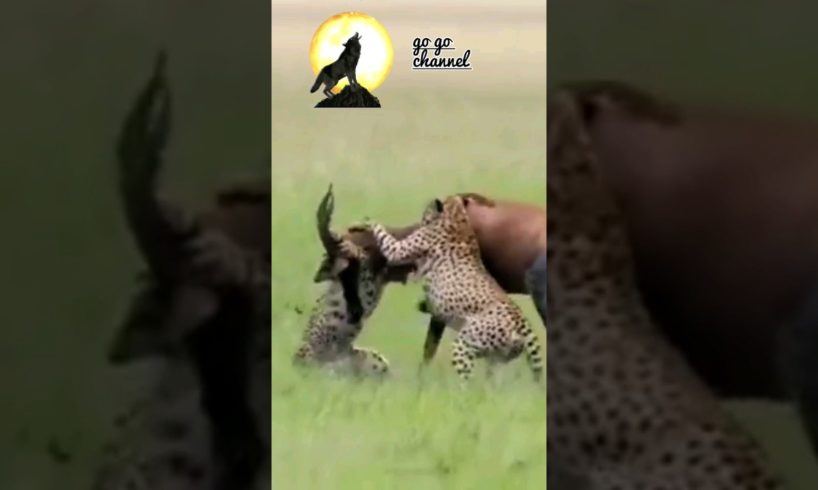 CHEETAH VS ANTELOPE /WILD ANIMALS ATTACKS #shorts #animal #wildlife